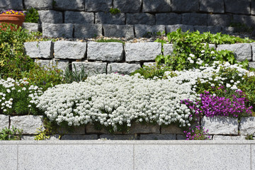Beautiful flowering bush of Iberis against the background of a stone fence in a flower bed
