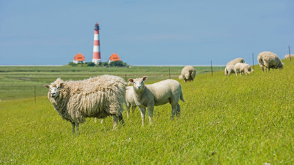 Schafherde vor dem Leuchtturm Westerheversand; Schleswig-Holstein; Deutschland
