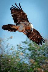 Quebrantahuesos vuelo