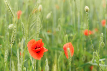 Fototapeta na wymiar Bright red poppies growing in field of green unripe wheat