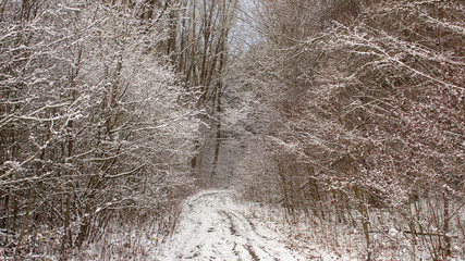 Winter landscape with a snowy fairytale forest and a firebox through the forest.
