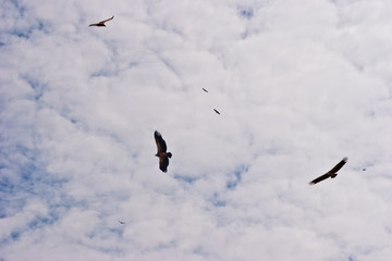 Birds in the sky, eagles in Kenya