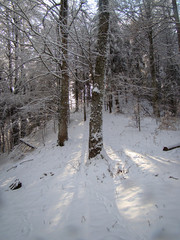 Beautiful Snow Covered Conifer Trees in sunny days, Poiana Brasov, Romania