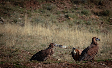 Buitres Negro y Leonado