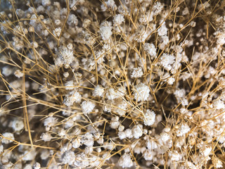 Close-up shot of gypsophila flower bouquet.
