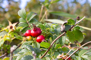 Porträt von Hagebutten