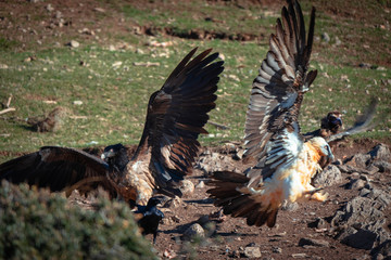 Quebrantahuesos adulto y pollo