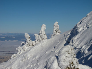 Beautiful Snow Covered Conifer Trees in sunny days, Poiana Brasov, Romania