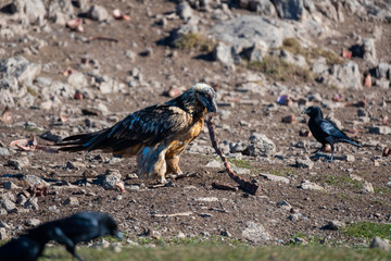Quebrantahuesos, bearded Vulture