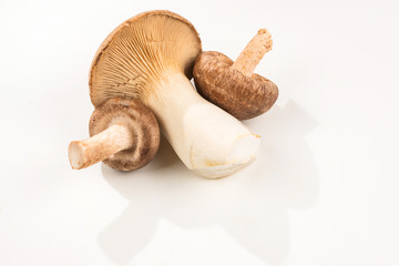 Shitake, eringi  tasty mushroom isolated on white background.