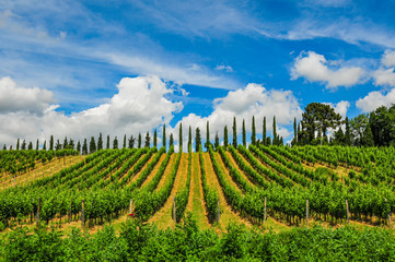 Weinanbau mit Weinreben bei blauen Himmel in der Toscana