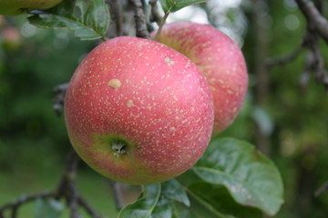 Apfel, rot, Natur, bio