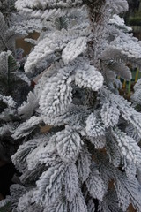 Detail of a small fake pine tree with snow-white leaves to decorate for the holidays