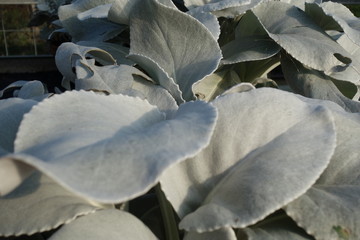 Macro of the leaves from the color aqua menthe.