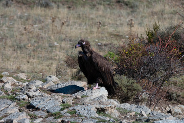 Buitre negro