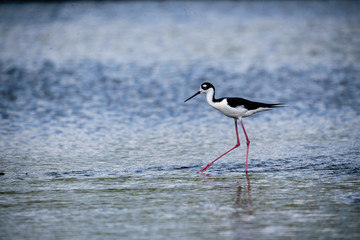 Black Necked Stilt