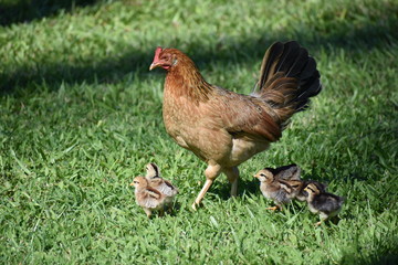 Family of chickens