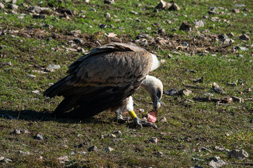 Buitre Leonado