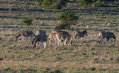 Fototapeta na wymiar Herde Zebras auf der Wiese grasend
