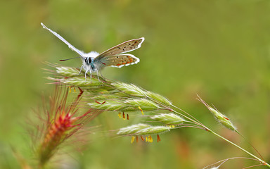 The very eyes of the brunette butterfly ; Polyommatus agestis butterfly