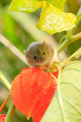 ホオズキとカヤネズミ