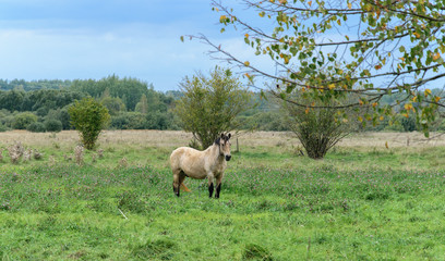 A workhorse grazes in a meadow on a summer day.