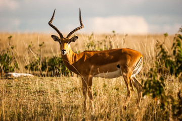 Animals in national park in Kenya, antelopes and similar.