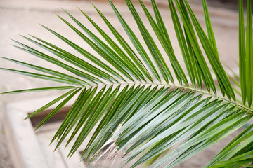 beauty of nature, palm leaves 