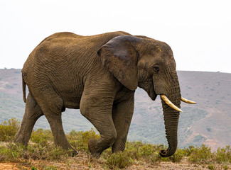Fototapeta na wymiar Elefant elephantus Einzeltier mit Stoßzähnen auf der Wiese im Hintergrund Hügel bewölkt ohne Sonne