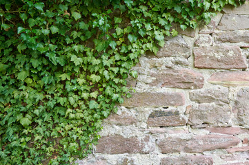 Aged stone block wall and climbing plant. Texture of a wall of stone blocks on a sunny day