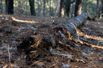 log