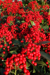 Obraz premium Groups of branches with red berries