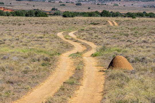 Termitenhügel in Afrika am Weg in der Steppe der Weg führt in Bild hinein