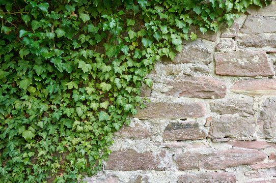 Aged stone block wall and climbing plant. Texture of a wall of stone blocks on a sunny day © pridannikov