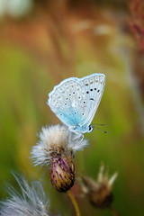 Beautiful butterfly sitting on flower and feeding. Macro detail of tiny creature. Spring season, Czech republic