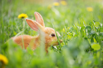 red rabbit in green spring grass