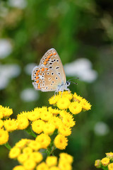 Polyommatus bellargus, Adonis Blue, is a butterfly in the family Lycaenidae. Beautiful butterfly sitting on stem.