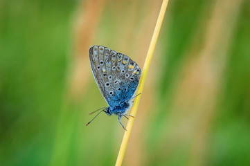 Plebejus idas, Idas Blue, is a butterfly in the family Lycaenidae. Beautiful butterfly sitting on blade of grass.
