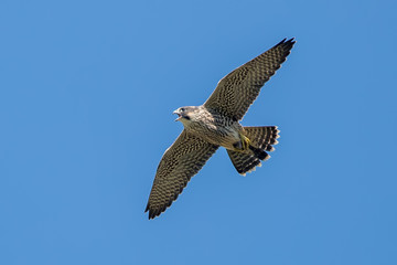 Peregrine Falcon Flying