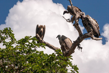 Vulture in Masai Mara in Kenya sitting in tree