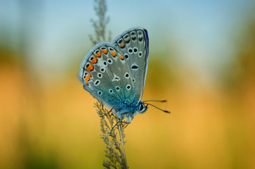 Polyommatus Icarus, Common Blue, is a butterfly in the family Lycaenidae. Beautiful butterfly sitting on blade.