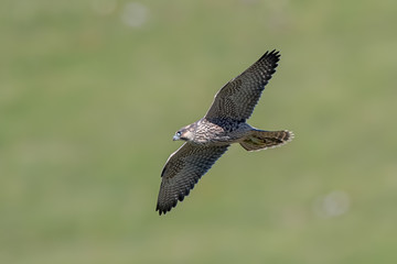 Peregrine Falcon Flying