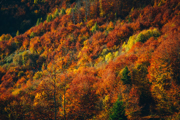 Fototapeta premium colorful autumn forest, aerial view. Natural wallpaper or background.