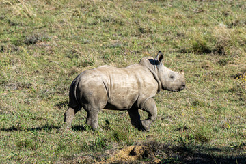 Fototapeta premium Junges Nashorn als einzeltier auf der Wiese 