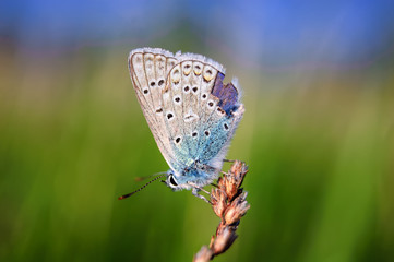 Plebejus idas, Idas Blue, is a butterfly in the family Lycaenidae. Beautiful butterfly sitting on stem.
