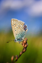 Plebejus idas, Idas Blue, is a butterfly in the family Lycaenidae. Beautiful butterfly sitting on stem.