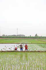 Obraz na płótnie Canvas Rice transplanting in China
