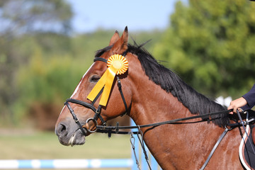 Proud rider wearing badges on the winner horse after competitions