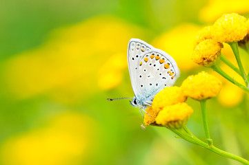 Plebejus idas, Idas Blue, is a butterfly in the family Lycaenidae. Beautiful butterfly sitting on flower.