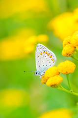 Plebejus idas, Idas Blue, is a butterfly in the family Lycaenidae. Beautiful butterfly sitting on flower. - 308546844